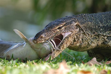 asian water monitor lizard dangerous.